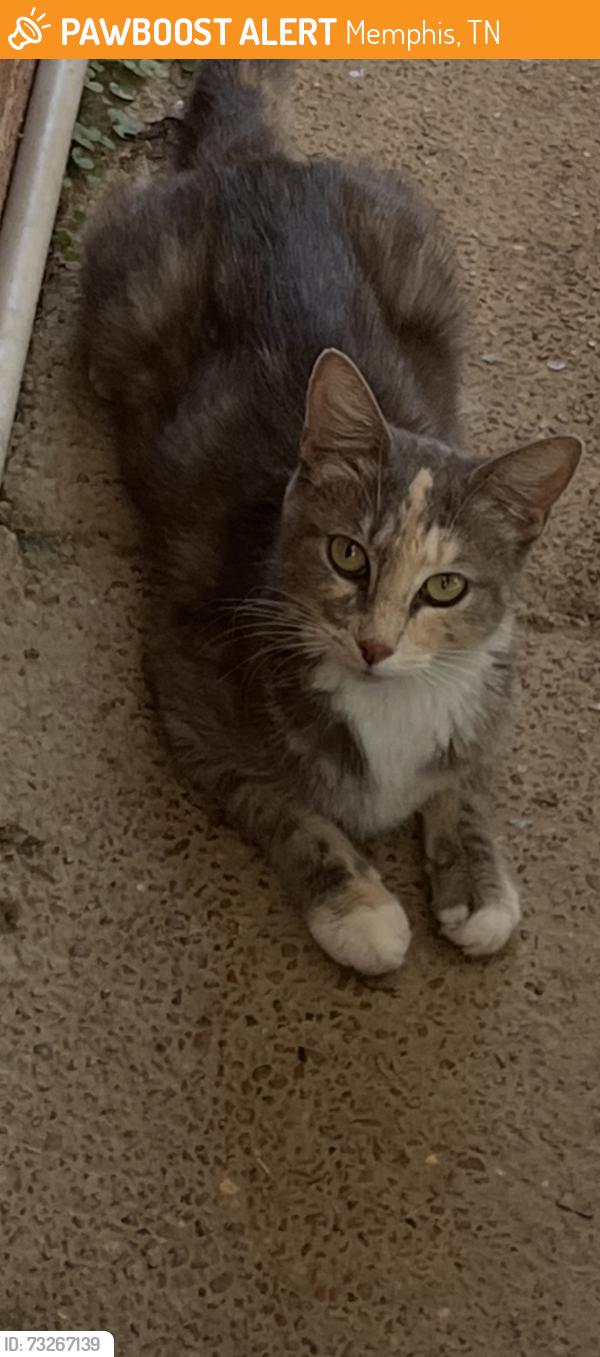 Found/Stray Unknown Cat last seen Mirage Lane/Spanish Trail Cordova TN, Memphis, TN 38018