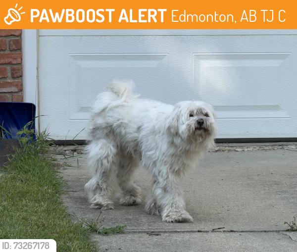 Found/Stray Unknown Dog last seen Near Fairway Drive Ally way, Edmonton, AB T6J 2C3