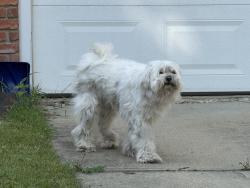 Found/Stray Unknown Dog last seen Near Fairway Drive Ally way, Edmonton, AB T6J 2C3