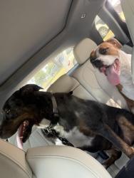 Reunited Female Dog last seen Summerfields, Fort Worth, TX 76137