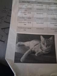 Lost Female Cat last seen Near south Seneca street, Wichita, KS 67213