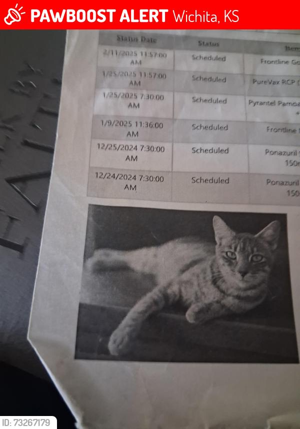 Lost Female Cat last seen Near south Seneca street, Wichita, KS 67213