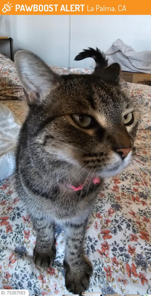 Found/Stray Female Cat last seen Brookside Apartments, La Palma, CA 90623