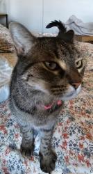 Found/Stray Female Cat last seen Brookside Apartments, La Palma, CA 90623