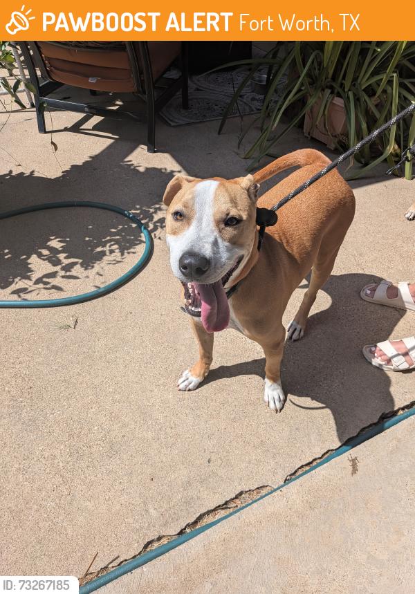 Found/Stray Male Dog last seen Briarwood, Fort Worth, TX 76103