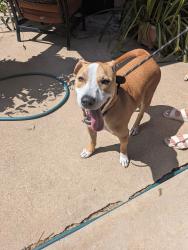 Found/Stray Male Dog last seen Briarwood, Fort Worth, TX 76103