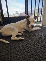 Found/Stray Male Dog last seen Cactus baseline cactus, Rialto, CA 92376