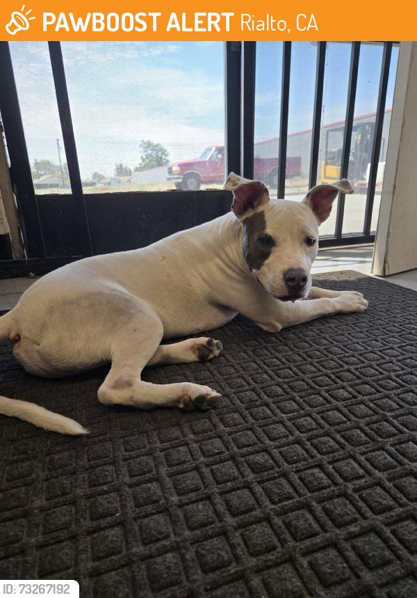 Found/Stray Male Dog last seen Cactus baseline cactus, Rialto, CA 92376