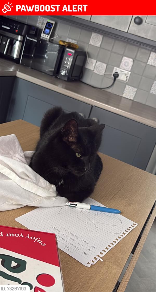 Lost Male Cat last seen Next door to a barber shop, Brynteg, Wales LL11 6NG