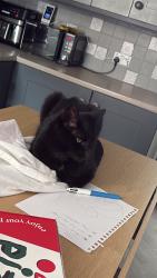 Lost Male Cat last seen Next door to a barber shop, Brynteg, Wales LL11 6NG