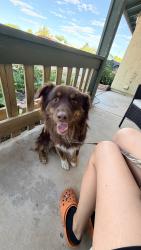Found/Stray Male Dog last seen Hesperia, Hesperia, CA 92340