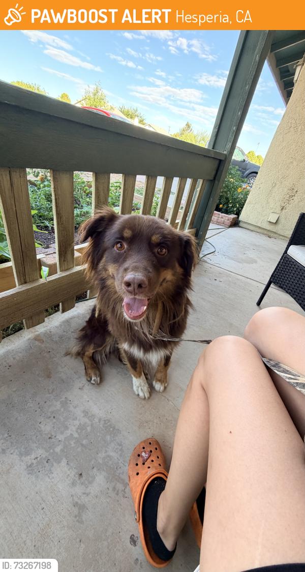Found/Stray Male Dog last seen Hesperia, Hesperia, CA 92340