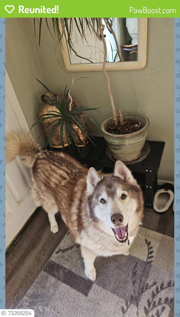 Reunited Female Dog last seen Thoreau Elementary School, Kirkland, WA 98034