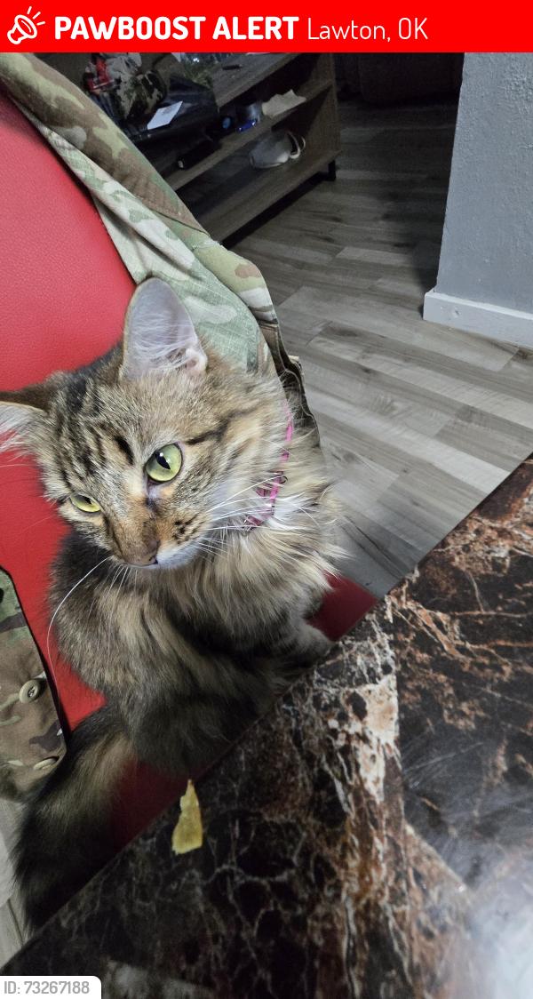 Lost Female Cat last seen Near further side of park by treeline, Lawton, OK 73503
