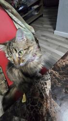 Lost Female Cat last seen Near further side of park by treeline, Lawton, OK 73503