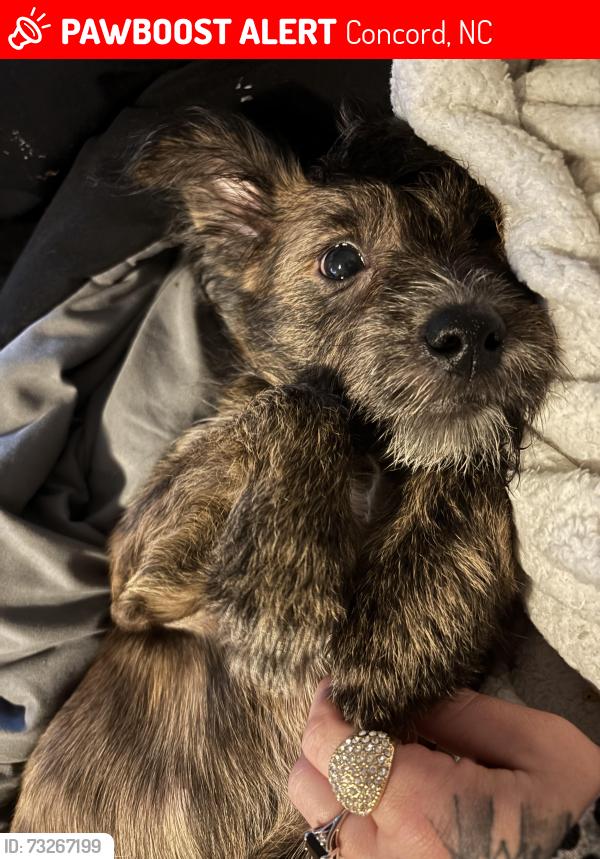 Lost Female Dog last seen Long Ave, Homerine, Mckinnon, Concord, NC 28025