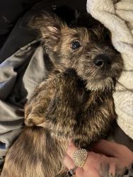 Lost Female Dog last seen Long Ave, Homerine, Mckinnon, Concord, NC 28025