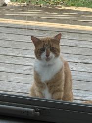 Found/Stray Unknown Cat last seen Lochwood community, Sussex County, DE 19958