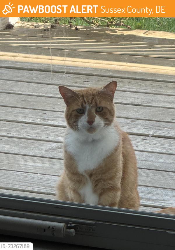 Found/Stray Unknown Cat last seen Lochwood community, Sussex County, DE 19958