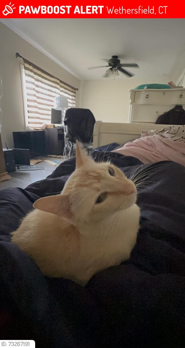 Lost Male Cat last seen The Woods On Morgan Circle, Wethersfield, CT 06109