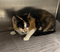Shelter Stray Female Cat last seen , 11361 W Pico Blvd, Los Angeles, CA 90064, USA