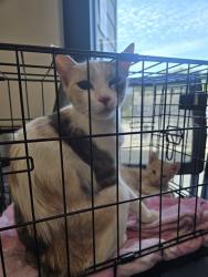 Shelter Stray Female Cat last seen VALLEY OAK DR/IRVINE CENTER DR, 92618, 6443 Oak Canyon, Irvine, CA 92618, USA