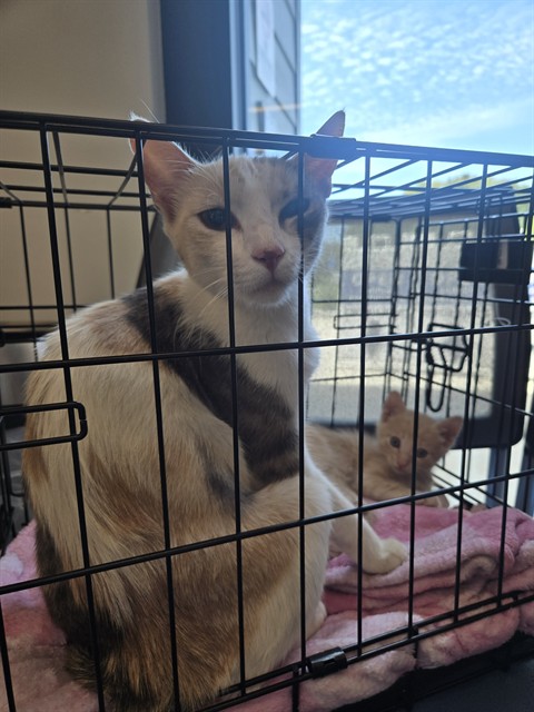 Shelter Stray Female Cat last seen VALLEY OAK DR/IRVINE CENTER DR, 92618, 6443 Oak Canyon, Irvine, CA 92618, USA
