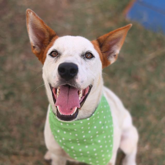 Shelter Stray Male Dog last seen Near BLOCK MCNARNEY, 4710 TX-151, San Antonio, TX 78227, USA