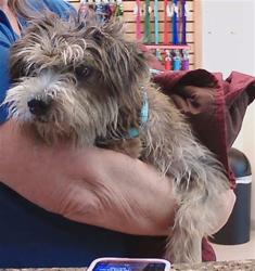 Shelter Stray Male Dog last seen SPARKMAN RD, 19640 Dogpatch Ln, Land O' Lakes, FL 34638, USA