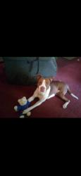 Lost Male Dog last seen Wyoming st Dayton Ohio, Dayton, OH 45410