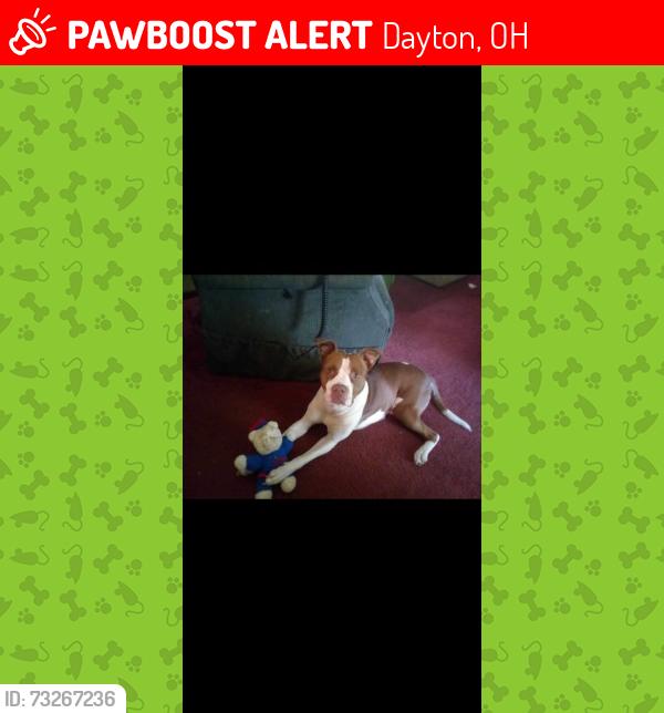 Lost Male Dog last seen Wyoming st Dayton Ohio, Dayton, OH 45410