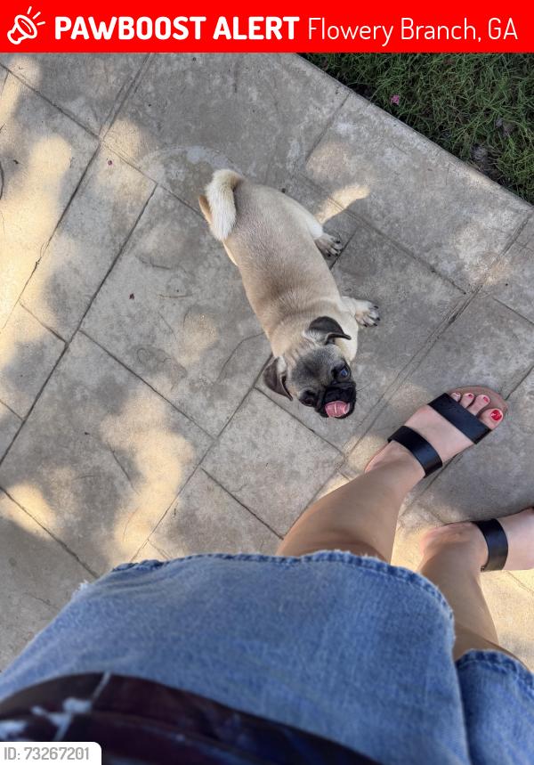 Lost Female Dog last seen elizabeth lane, Flowery Branch, GA 30542