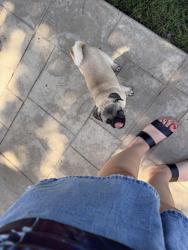 Lost Female Dog last seen elizabeth lane, Flowery Branch, GA 30542