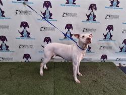 Shelter Stray Female Dog last seen , 2769 Conroy Rd, Orlando, FL 32839, USA