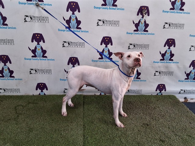 Shelter Stray Female Dog last seen , 2769 Conroy Rd, Orlando, FL 32839, USA