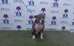Shelter Stray Male Dog last seen , 2769 Conroy Rd, Orlando, FL 32839, USA