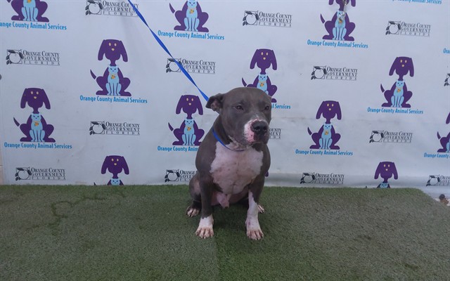 Shelter Stray Male Dog last seen , 2769 Conroy Rd, Orlando, FL 32839, USA