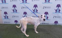 Shelter Stray Female Dog last seen , 2769 Conroy Rd, Orlando, FL 32839, USA