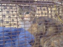 Shelter Stray Female Cat last seen NEWELL ST/BARON AVE, 95821, 3839 Bradshaw Rd, Sacramento, CA 95827, USA