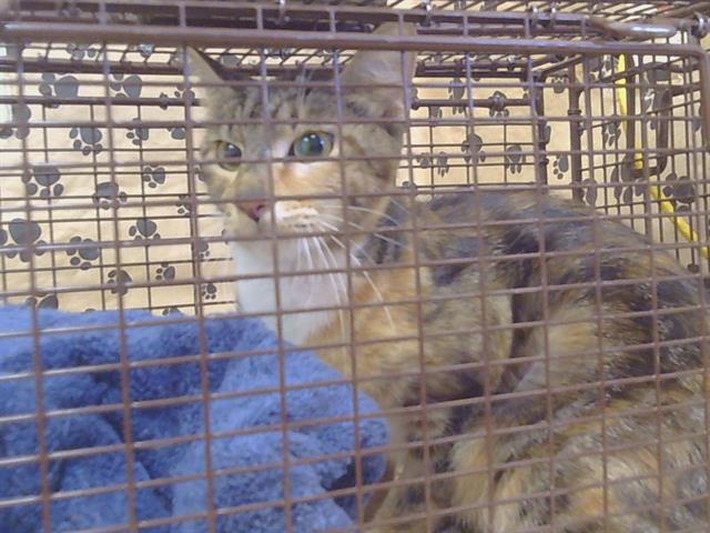 Shelter Stray Female Cat last seen NEWELL ST/BARON AVE, 95821, 3839 Bradshaw Rd, Sacramento, CA 95827, USA