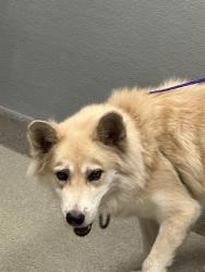 Shelter Stray Male Dog last seen Near BLOCK E NELSON AVE, NORTH LAS VEGAS NV 89030, 655 N Mojave Rd, Las Vegas, NV 89101, USA