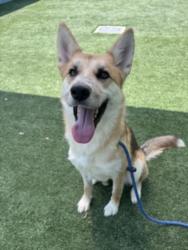 Shelter Stray Female Dog last seen , West Valley Animal Shelter, 20655 Plummer St, Chatsworth, CA 91311, USA