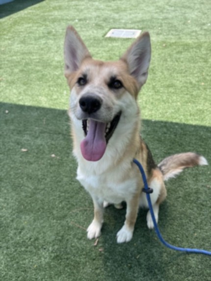Shelter Stray Female Dog last seen , West Valley Animal Shelter, 20655 Plummer St, Chatsworth, CA 91311, USA