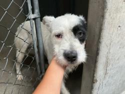 Shelter Stray Male Dog last seen Near BLOCK W H ST, 333 Chandler Pl, San Bernardino, CA 92408, USA