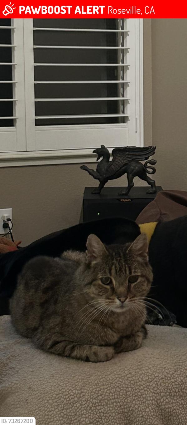Lost Male Cat last seen Aylesbury/Junctio, Roseville, CA 95747