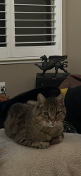 Lost Male Cat last seen Aylesbury/Junctio, Roseville, CA 95747