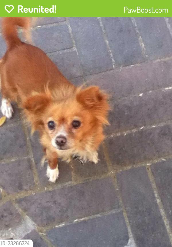 Reunited Female Dog last seen Center parkway, Sacramento, CA 95823