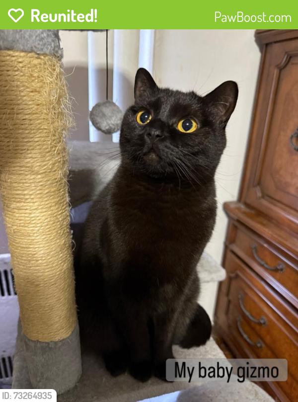 Reunited Male Cat last seen Near 50Th Street, Brooklyn, NY 11219