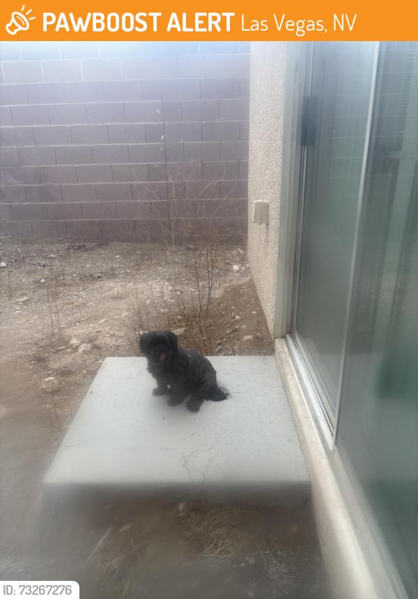 Found/Stray Unknown Dog last seen Near eleven, Las Vegas, NV 89139