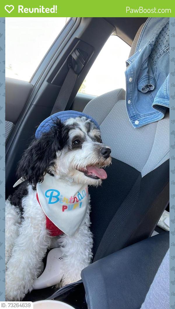 Reunited Male Dog last seen 64th st and s wapato st, Tacoma, WA 98409